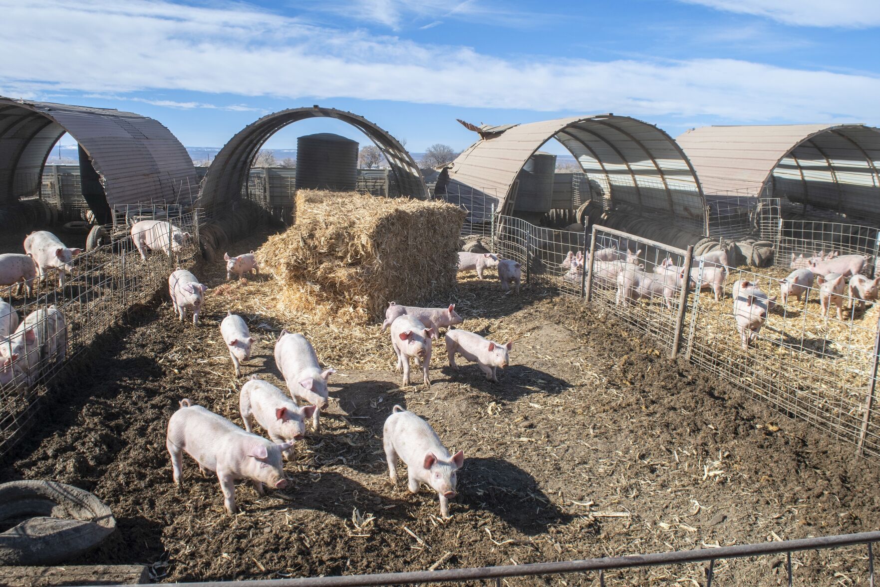 Pigs